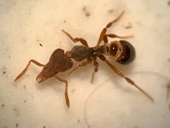 Strumigenys brevisetosa