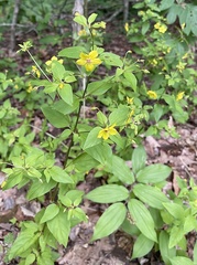 Lysimachia tonsa