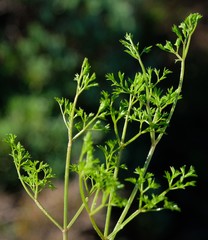 Chamarea capensis