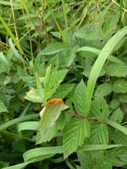 Triphragmium ulmariae
