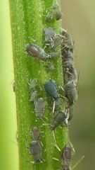 Aphis podagrariae
