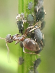 Aphis podagrariae