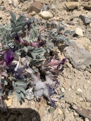 Astragalus purshii