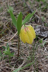Fritillaria collina