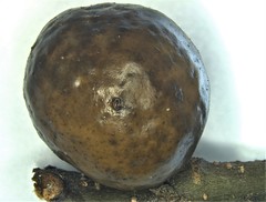 Amphibolips melanocera