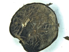 Amphibolips melanocera