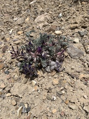 Astragalus purshii