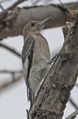 Red-Headed Woodpecker photo 5