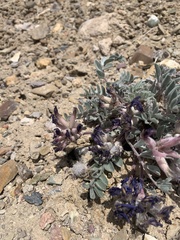 Astragalus purshii