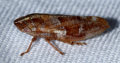 Aphrophora saratogensis