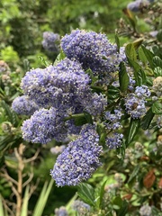 Ceanothus gloriosus