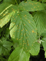Phragmidium rubi-idaei