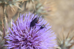 Amegilla quadrifasciata maderae