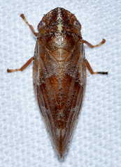 Aphrophora saratogensis