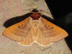 Datana major