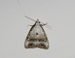 Nola chlamitulalis