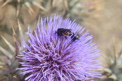 Amegilla quadrifasciata maderae