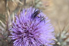 Amegilla quadrifasciata maderae