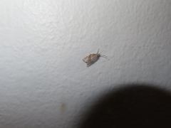 Argyrotaenia franciscana