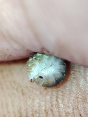 Armadillidium album