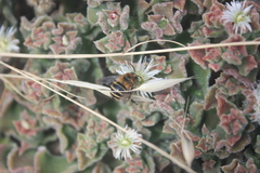 Amegilla quadrifasciata maderae