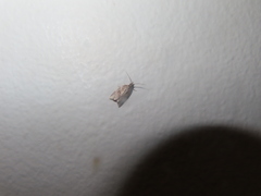 Argyrotaenia franciscana