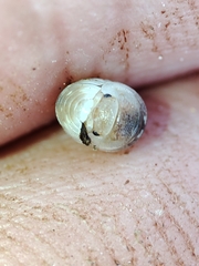 Armadillidium album