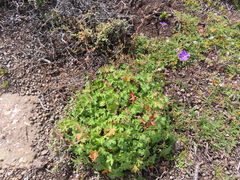Geranium brycei