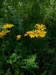 Crepis mollis