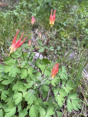 Aquilegia elegantula