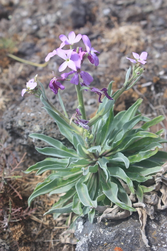 Matthiola maderensis
