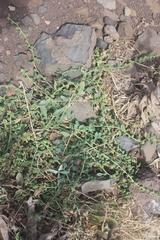 Patellifolia procumbens