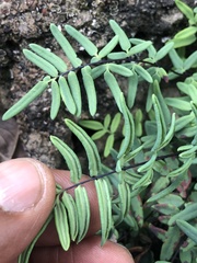 Pellaea glabella
