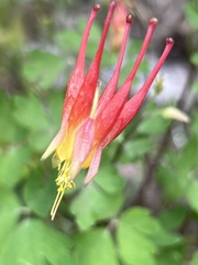 Aquilegia elegantula
