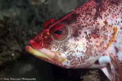 Hypoplectrodes nigroruber