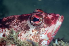 Hypoplectrodes nigroruber