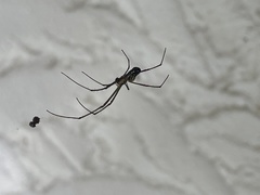Leucauge argyra