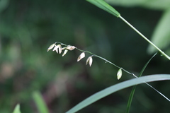 Melica picta