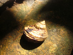 Turbo chrysostomus
