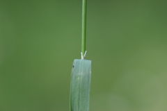 Melica picta