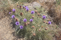 Cynara cardunculus image