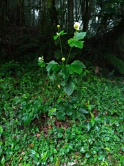 Eriocapitella vitifolia