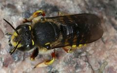 Anthidium manicatum