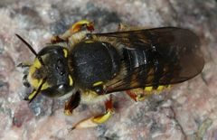 Anthidium manicatum