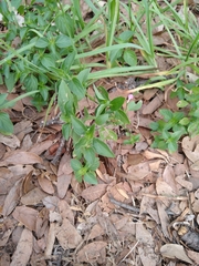 Dicliptera peduncularis