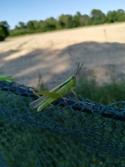 Mecostethus parapleurus