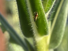 Tupiocoris californicus