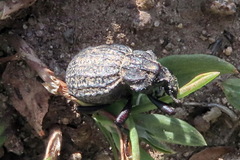 Brachycerus sinuatus