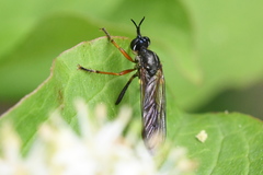 Dioctria rufipes