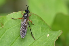 Dioctria rufipes